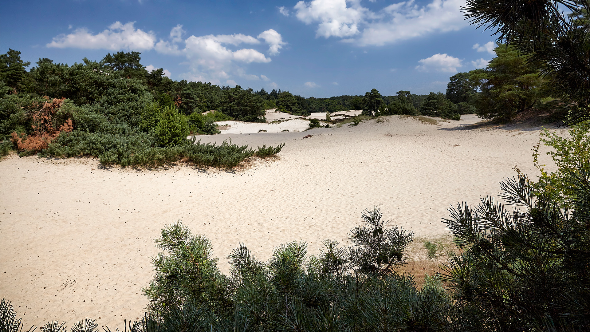 Wandelen in de Soesterduinen